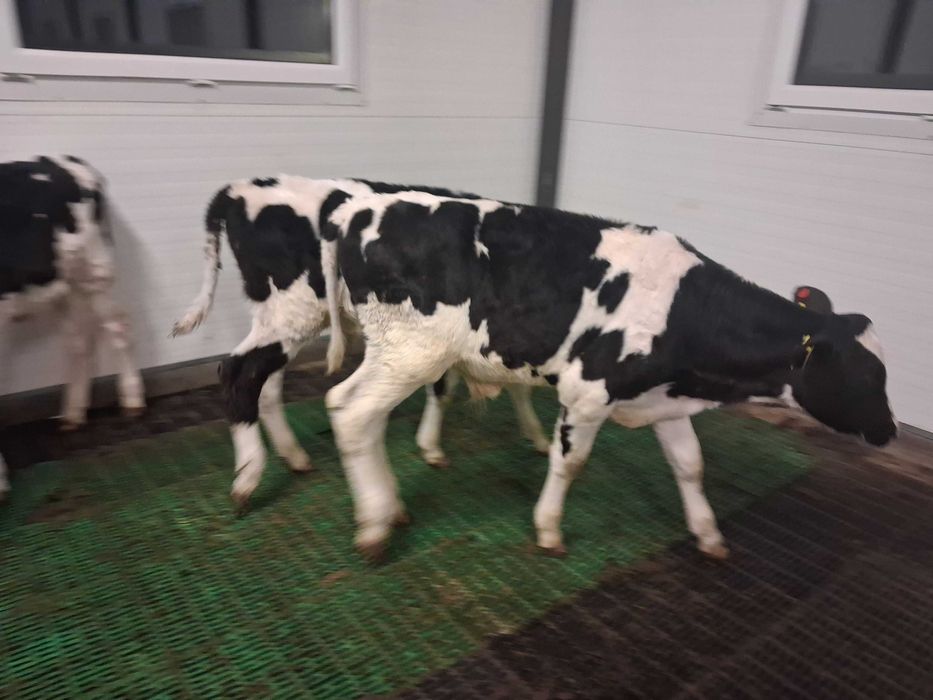 byczki bez mleka startery