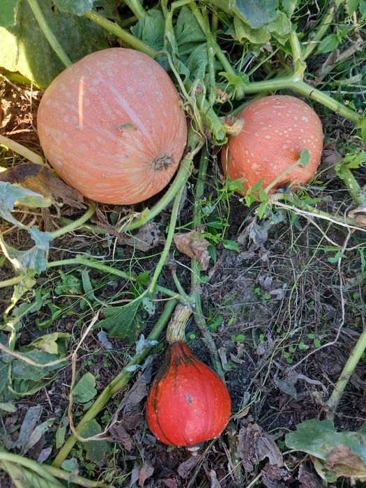 Dynie jadalne różne rodzaje