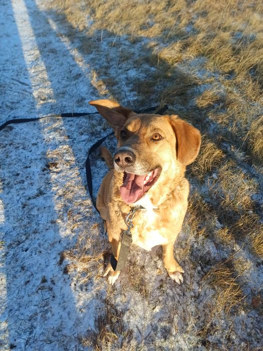 pies oddam do adopcji za darmo