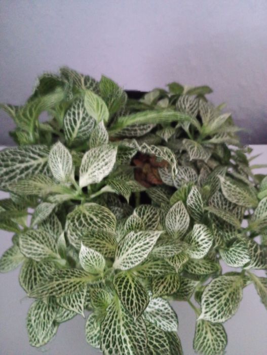 Fitonia białożyłkowa