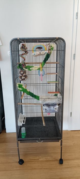 Lotopałanka, samiec