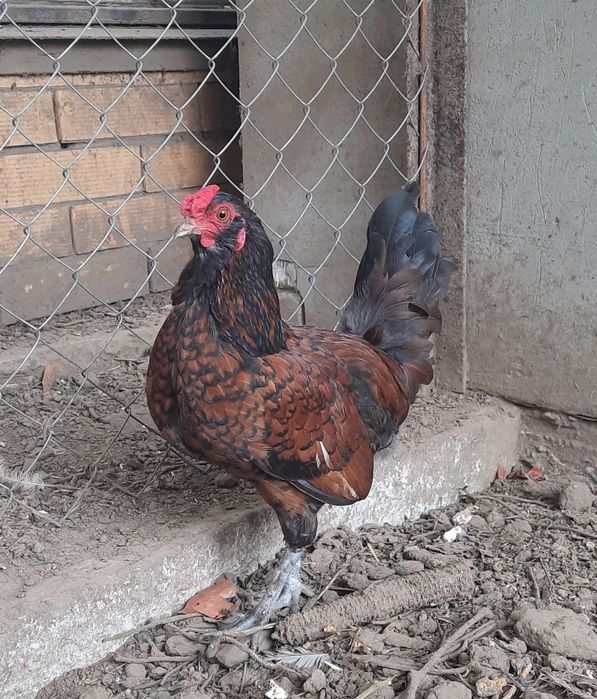 Карликовые петушки