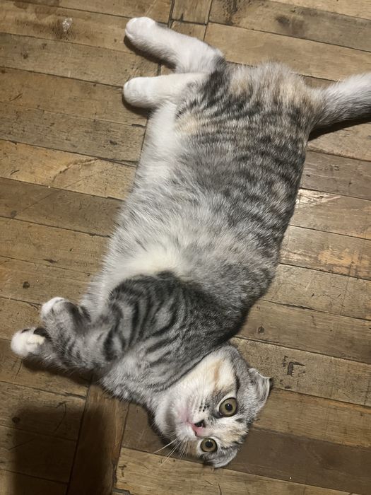 Весловуша кішка Мія