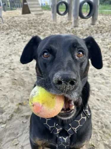 Wspaniały czarny Pinki do adopcji