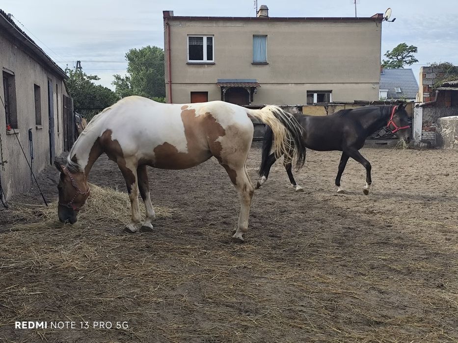 Klacz 5 lat siodło