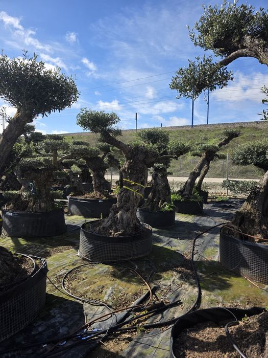 Oliveiras bonsai XL