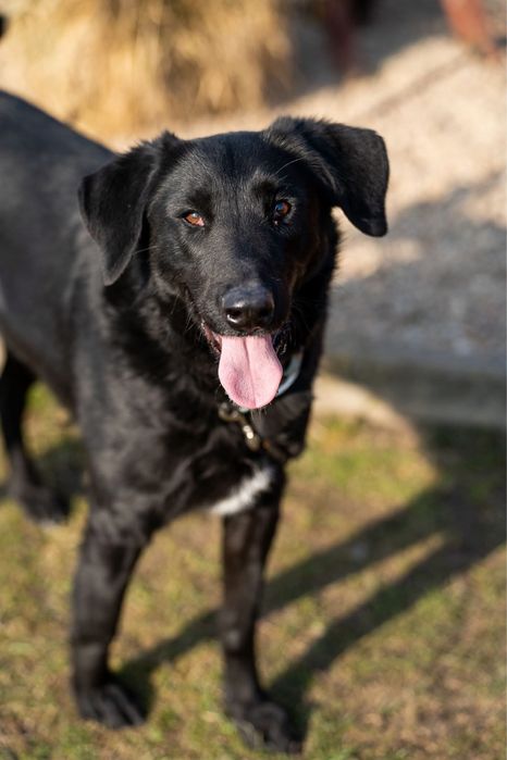 Duster, młody pies w typie owczarek z majorki, flat retriver