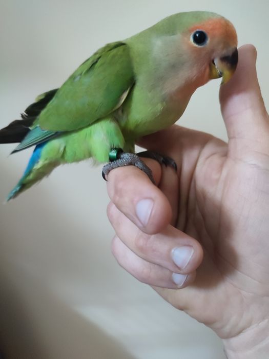 Agapórnis roseicollis domesticados