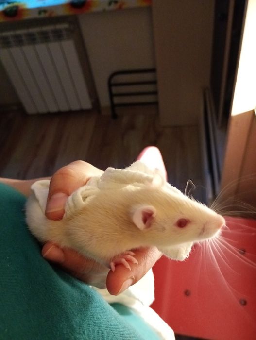 Oddam młodego szczurka!