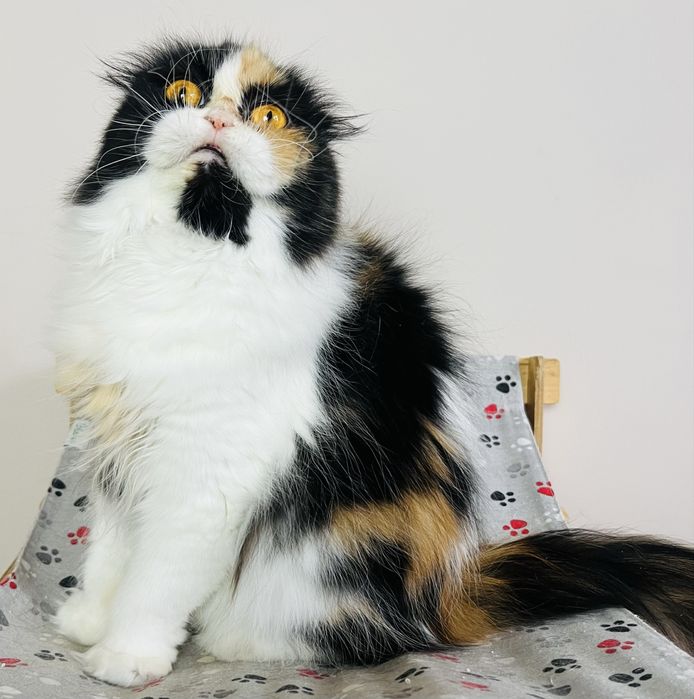 Щотландська висловуха кішка