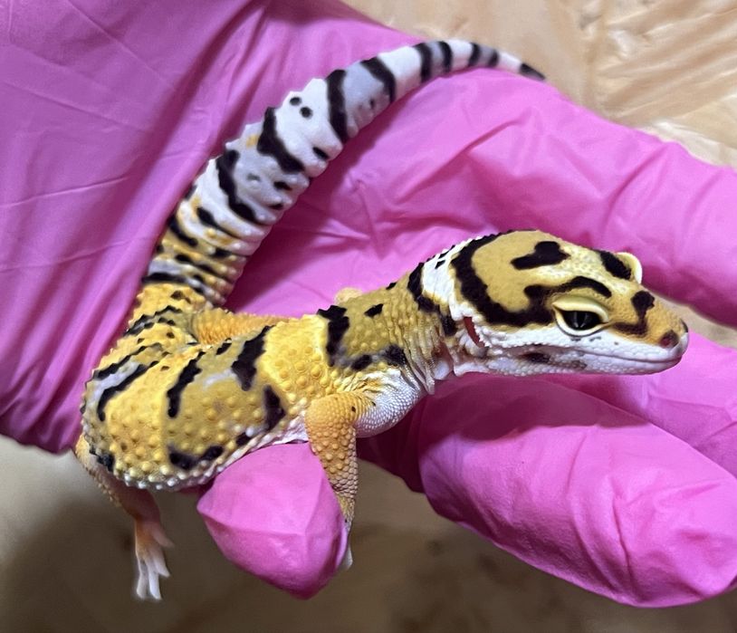 Gekon lamparci gekony lamparcie wyprawka