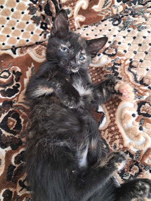 Віддаю кошеняток у добрі руки