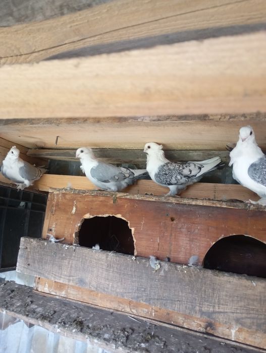 Продам голубів Сатинети