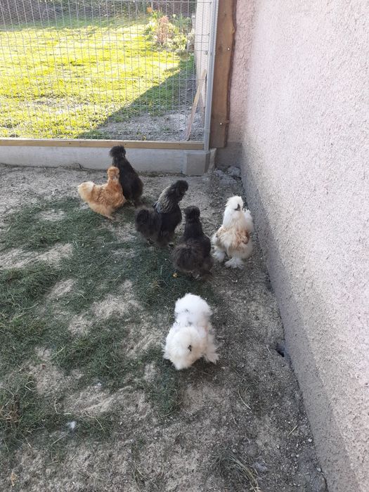 Sprzedam Kury silki 150zl