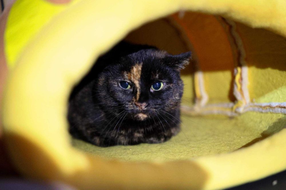 MAMA BAZI - nieufna kotka szuka domu!