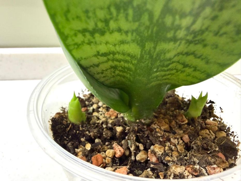 Сансевиерия Екстрим, Клеопатра, , Кирки, Ханни