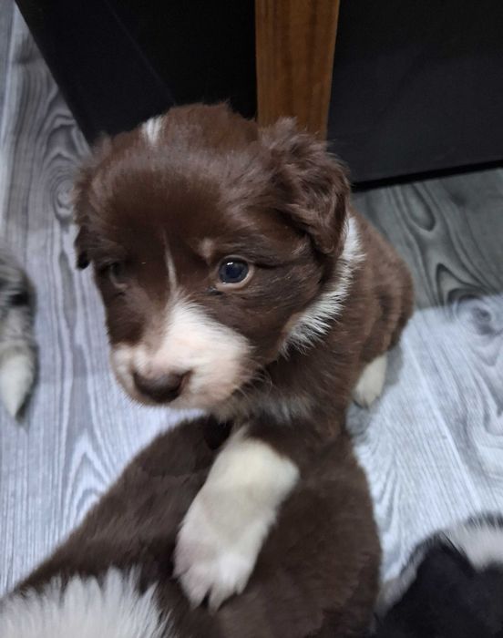 Suczka Border Collie czekoladowa ZKWP/FCI