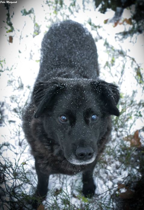 Bratek w 2019 roku  został złapany na polu