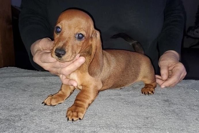 Руді красунчики з чудовою соціалізацією