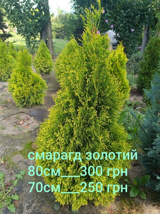 Туя смарагд, золотий смарагд, ялівець Голд Коне, ялівець блю ароу, ялівець Мунглоу , туя даніка,  туя Міріям, кипарис івоне