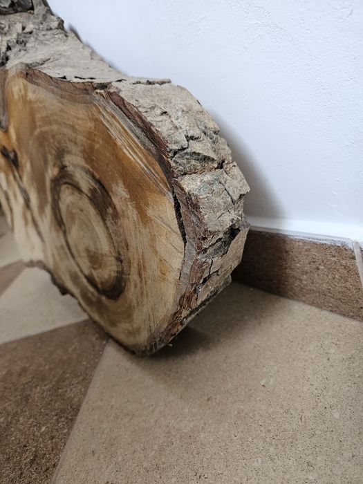 Plaster orzecha włoskiego