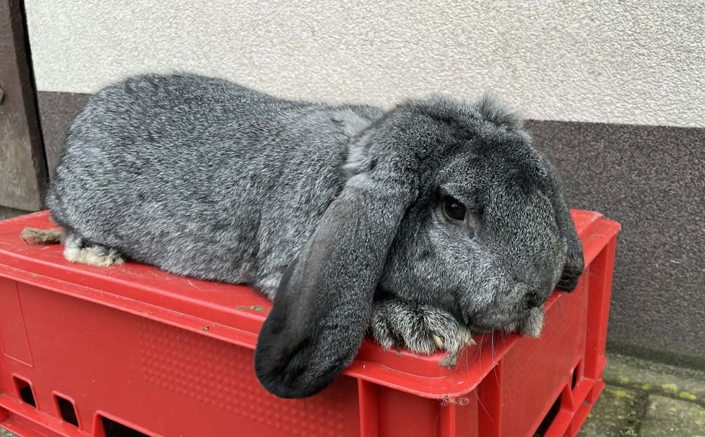 Królik Baran Francuski Szynszyl