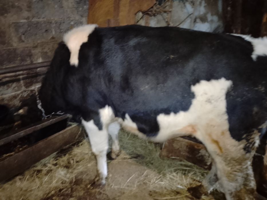 Бичок на м'ясо. Рік від народження.не битий і не фарбований.