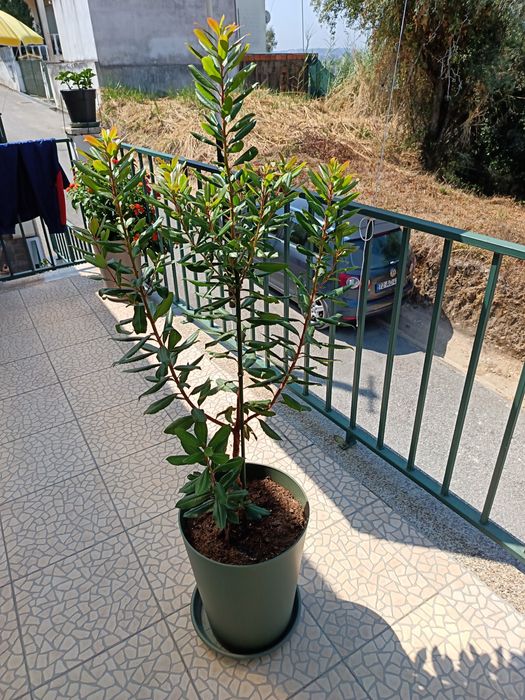 Vendo esta Planta de Jardim