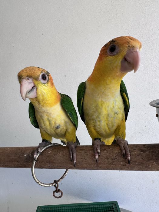Casal de Marianinhas de Cabeça Canela 2026