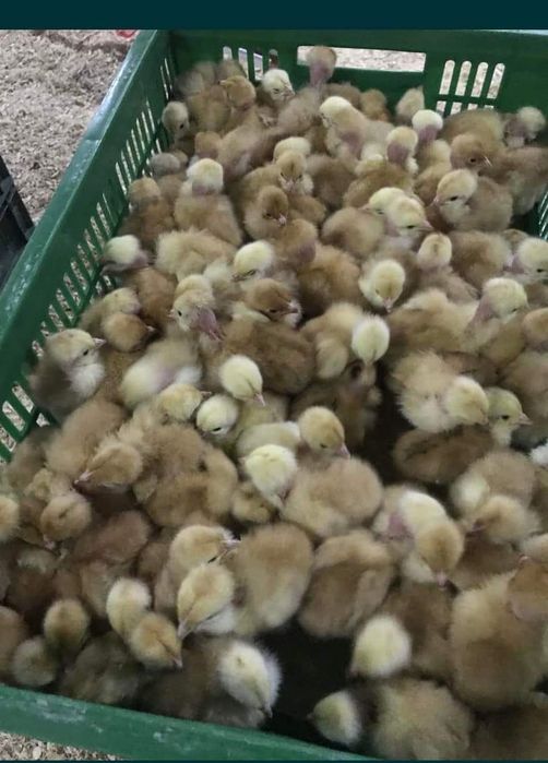 Добові  та підрощені курчата