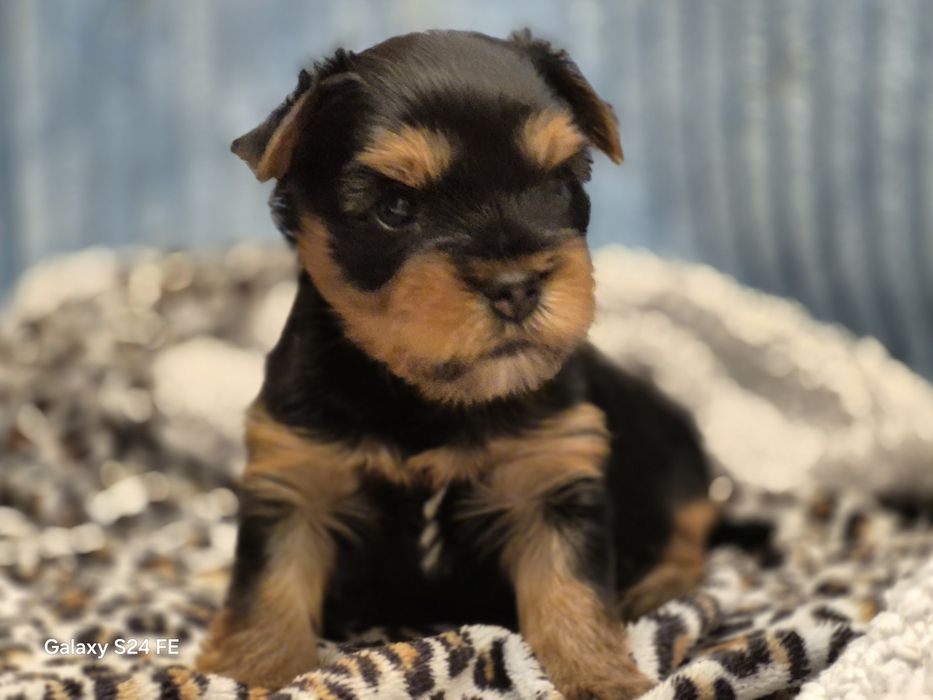 Yorkshire terier  sunia