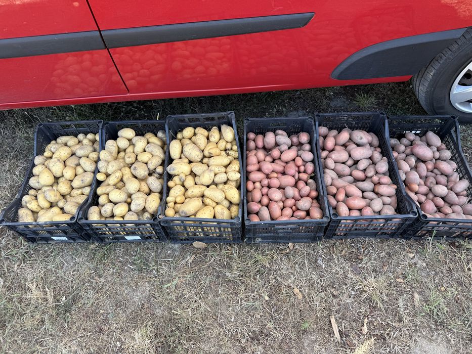 Batatas biológicas