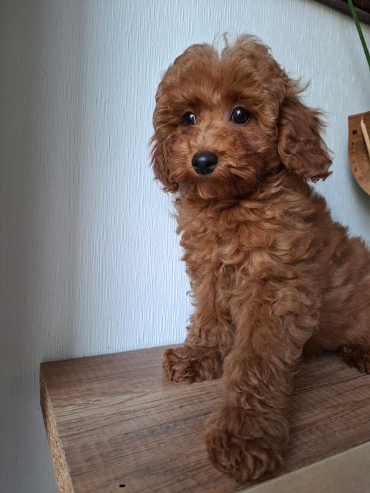 Maltipoo Pududel