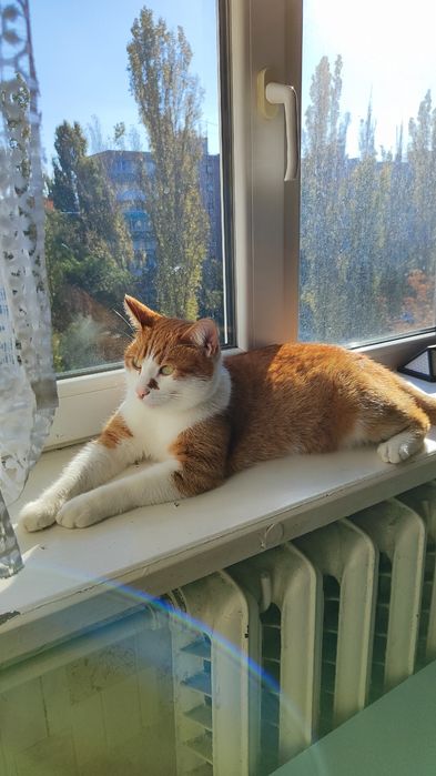 Отдам любимого кота в хорошие руки