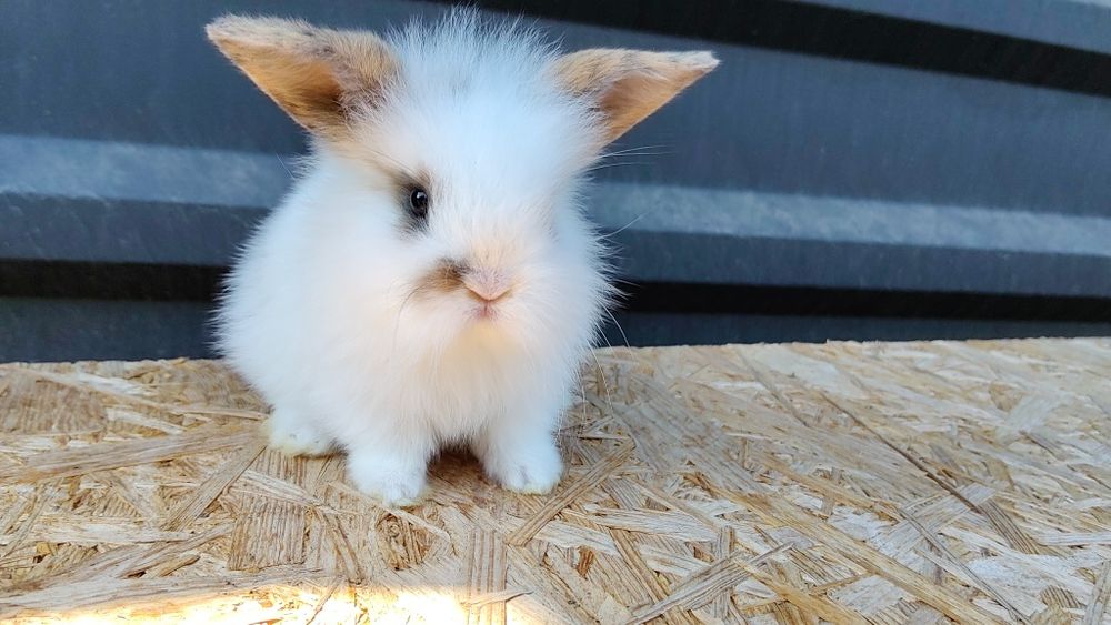 Malutkie Króliczki MINI LOP odrobaczone zaszczepione