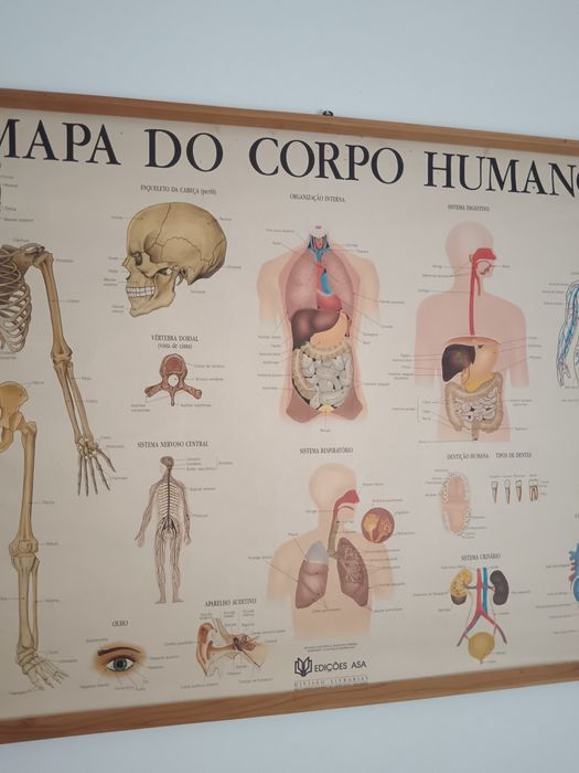 Mapa escolar corpo humano