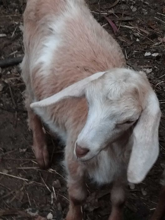 Vendo cabrito de boa qualidade