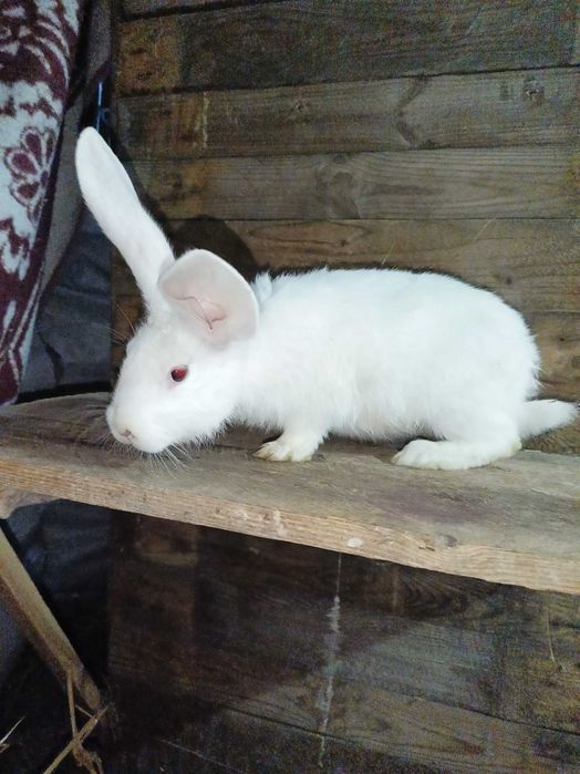 Sprzedam króliki samce