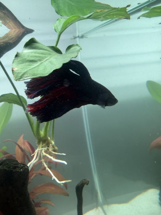 Peixe Betta, Azul e Vermelho