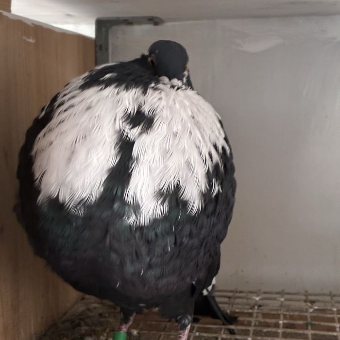 Pombos gaditanos em VNG