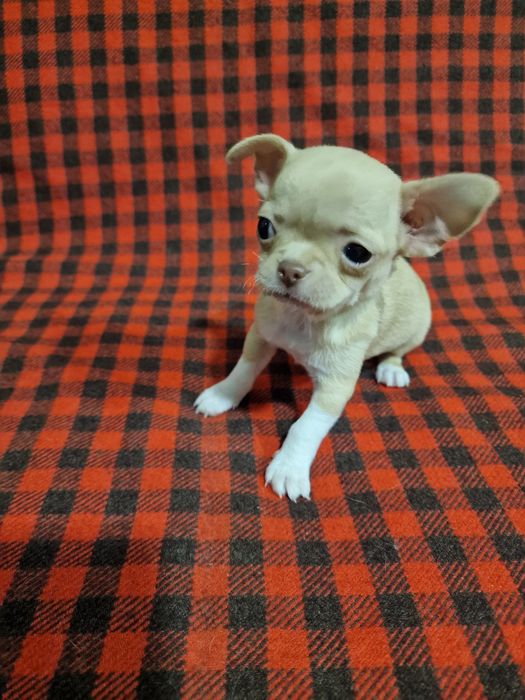 Цуценя чихуахуа дівчинка
