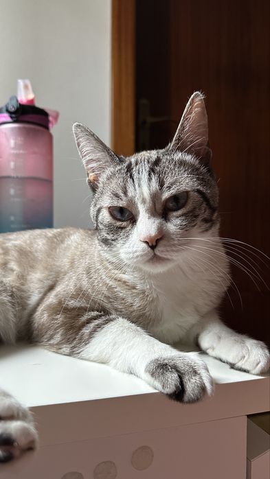 Gato para adocao responsável