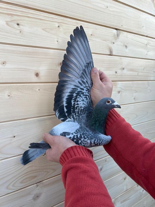 Gołąb młody 100% Marcel Vercaigne