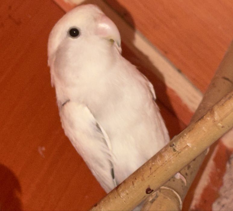 Agaporni Roseicollis Longfeather Reprodutora Sexada