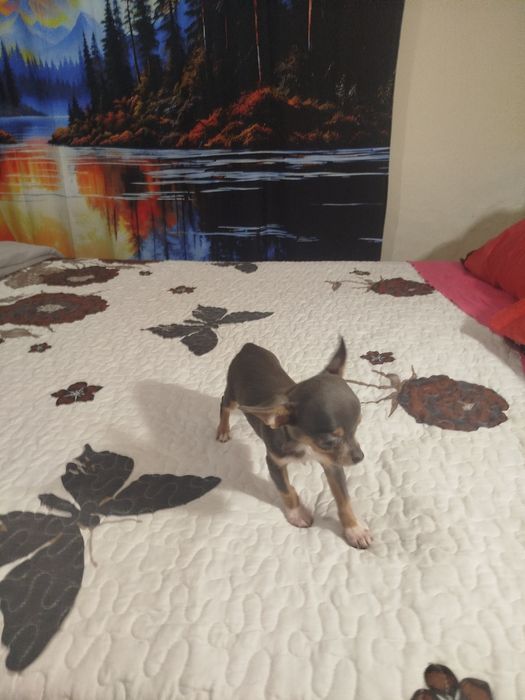 Chiuhuahua macho blue