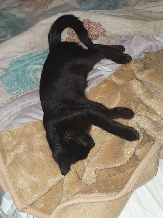 Gatinha para adoção