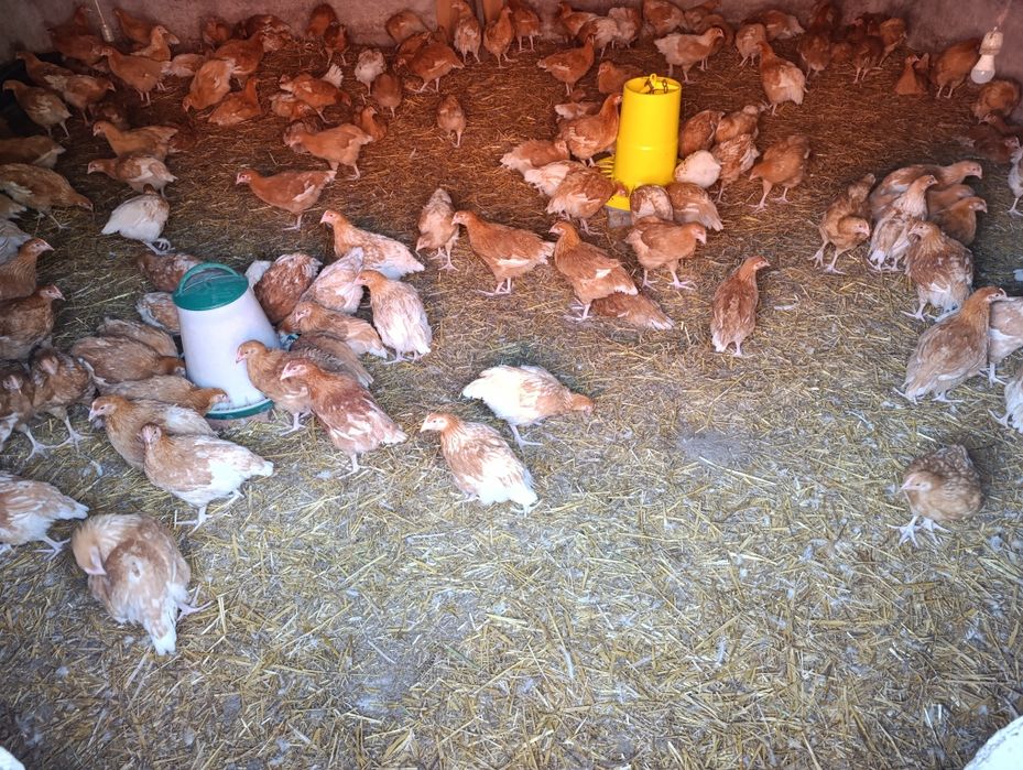 Broiler zagrodowy kury