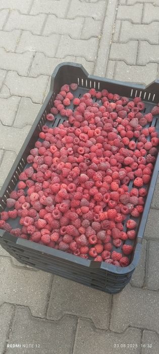 Malina owoce na soki przetwory mrozenie