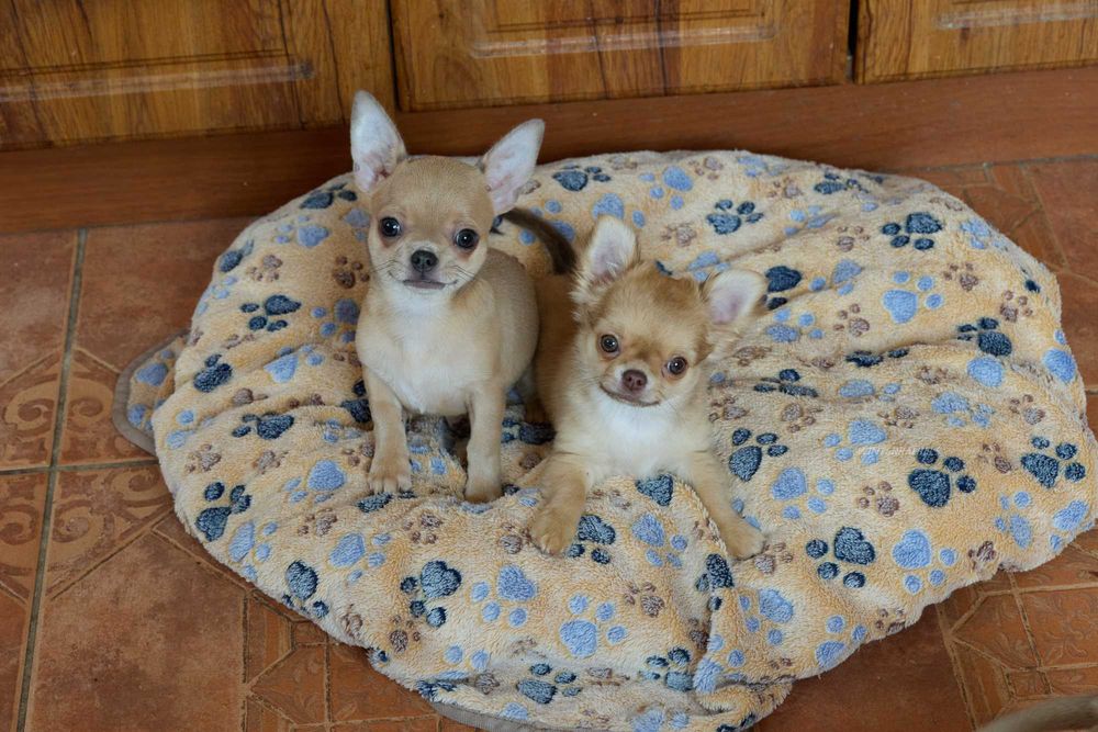 хлопчик та дівчинка Чивава в гарних окрасах  chihuahua