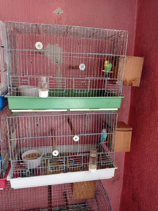 Aves periquitos machos e fêmeas